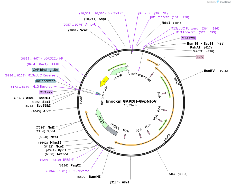 232726-plasmid-map-sequence-id-461189
