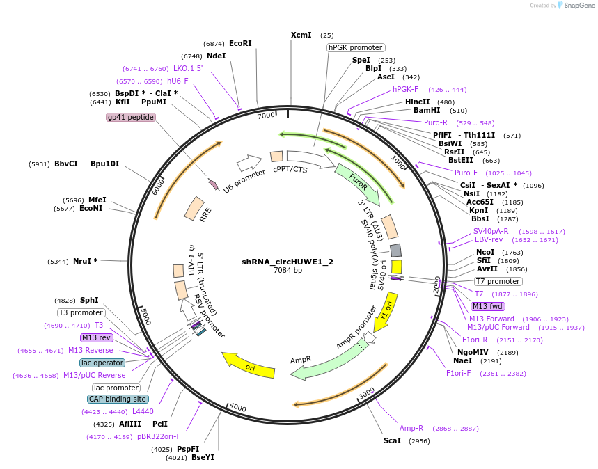 215235-plasmid-map-sequence-id-461193