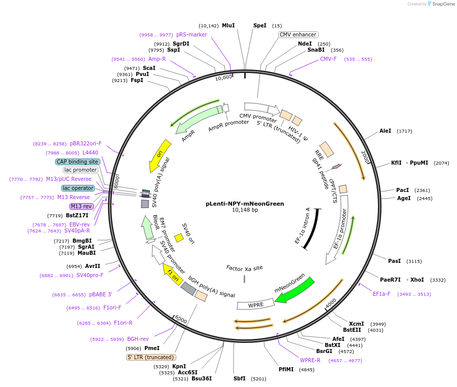 232456-plasmid-map-sequence-id-461197
