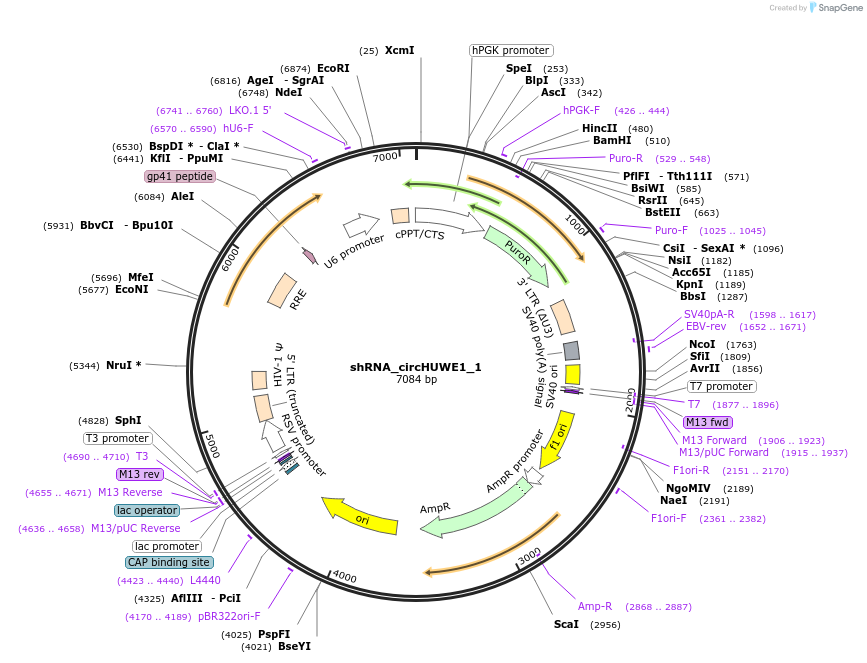 215236-plasmid-map-sequence-id-461199