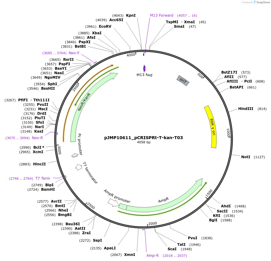 225836-plasmid-map-sequence-id-461201