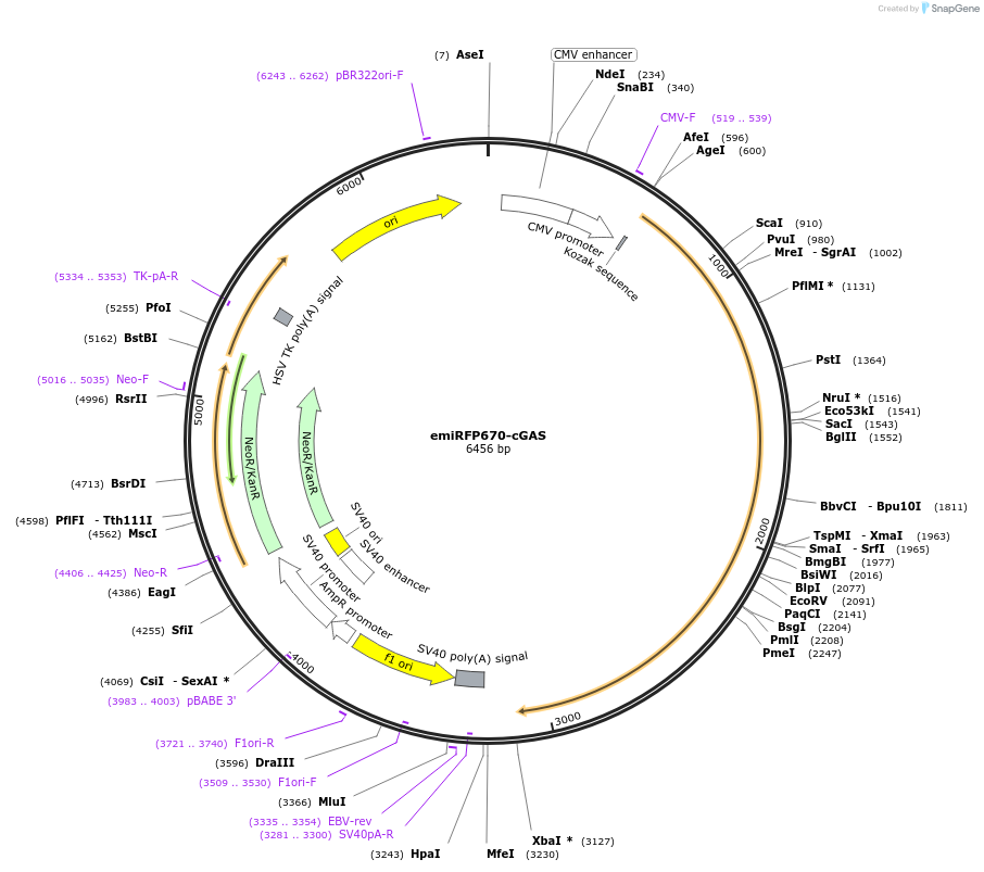 231896-plasmid-map-sequence-id-461210