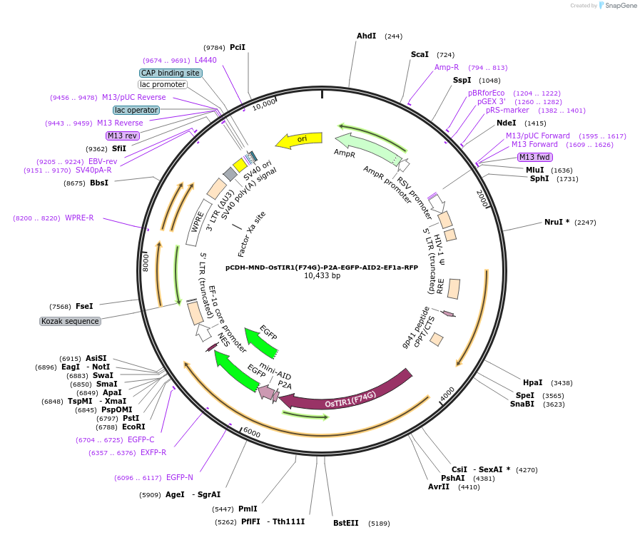 232800-plasmid-map-sequence-id-461213