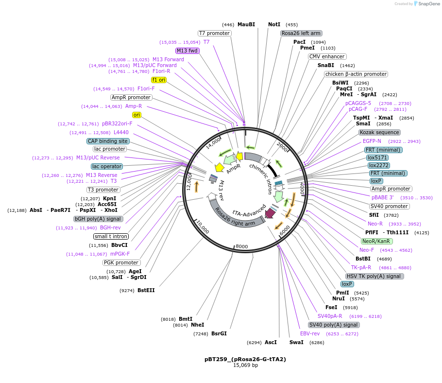 36878-plasmid-map-sequence-id-46122