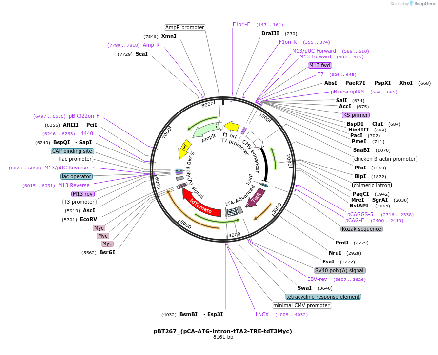 36879-plasmid-map-sequence-id-46124