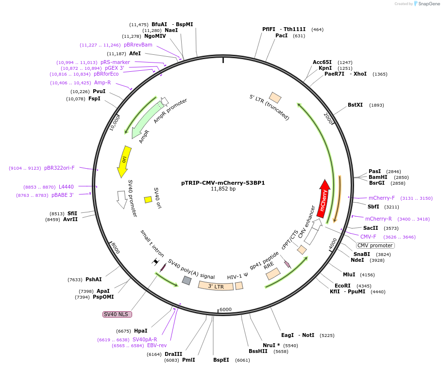 127658-plasmid-map-sequence-id-461249