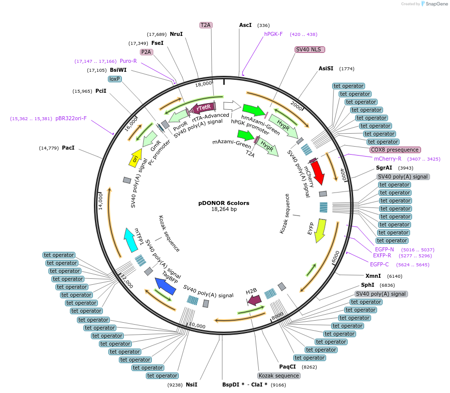 229974-plasmid-map-sequence-id-461259