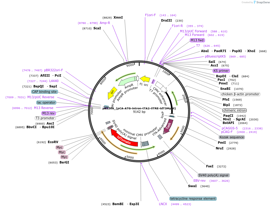 36880-plasmid-map-sequence-id-46126