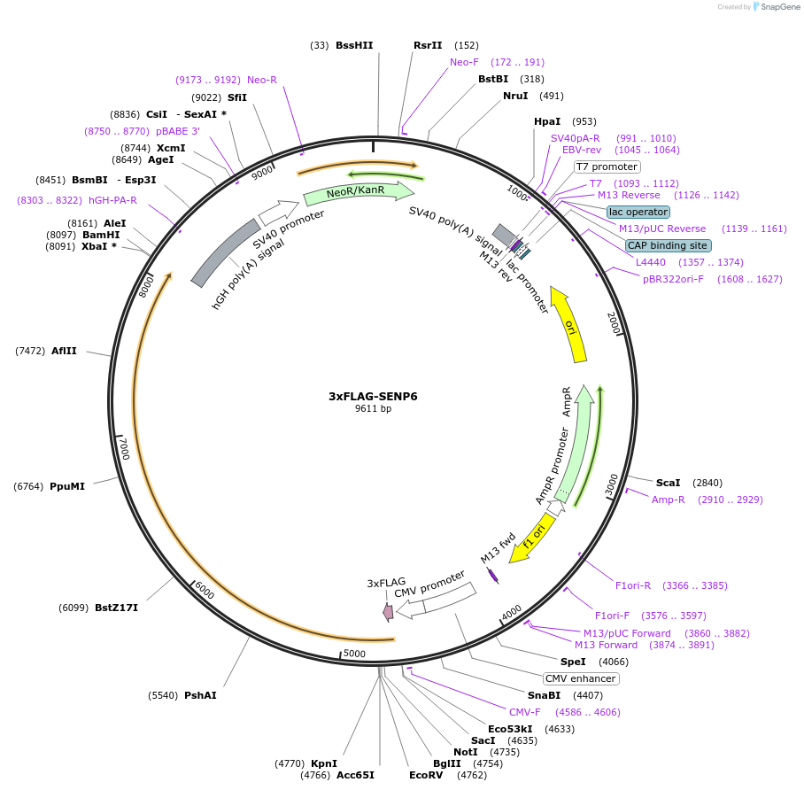 42887-plasmid-map-sequence-id-461275