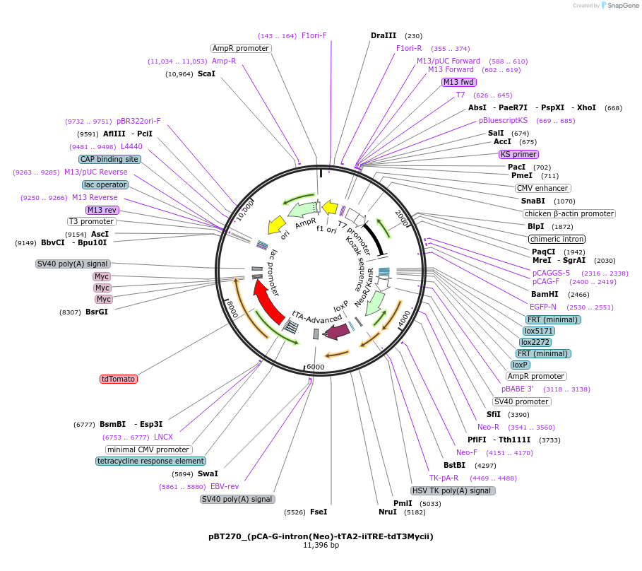 36881-plasmid-map-sequence-id-46128