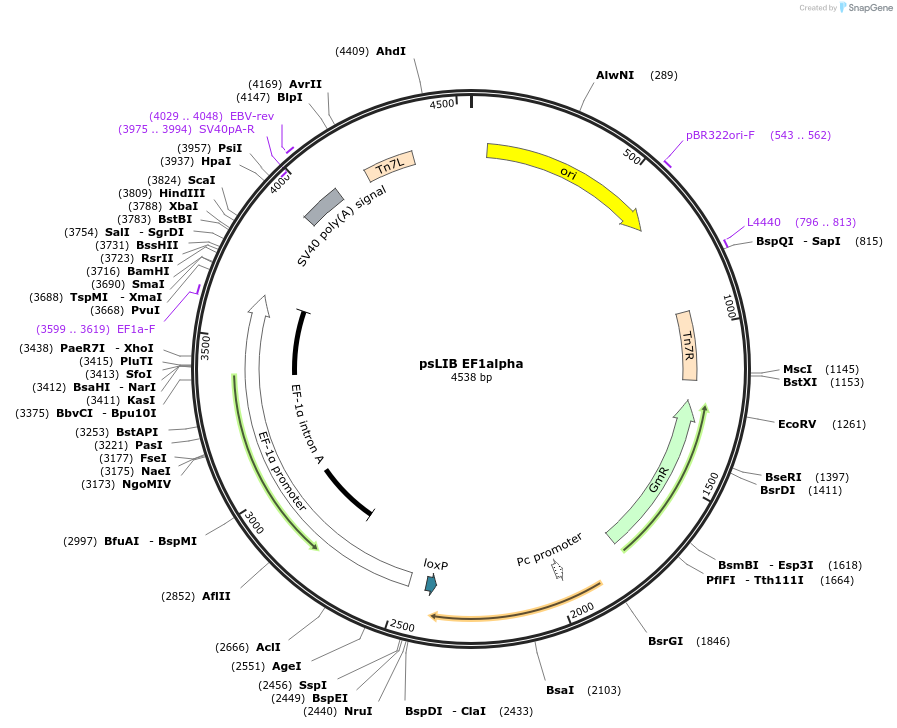 229954-plasmid-map-sequence-id-461280