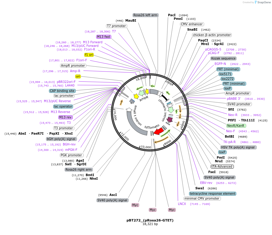 36882-plasmid-map-sequence-id-46131