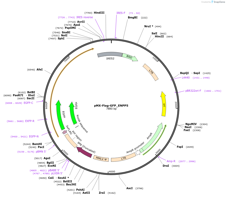 227956-plasmid-map-sequence-id-461327