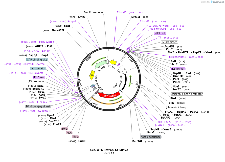 36883-plasmid-map-sequence-id-46133
