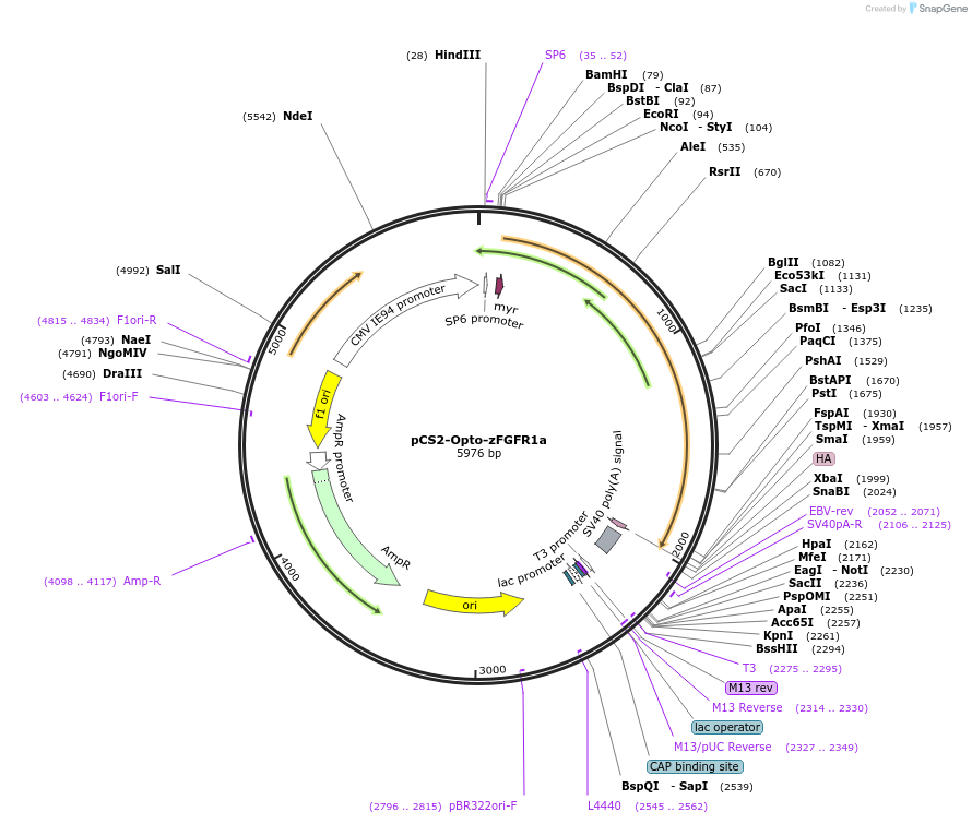 232639-plasmid-map-sequence-id-461337
