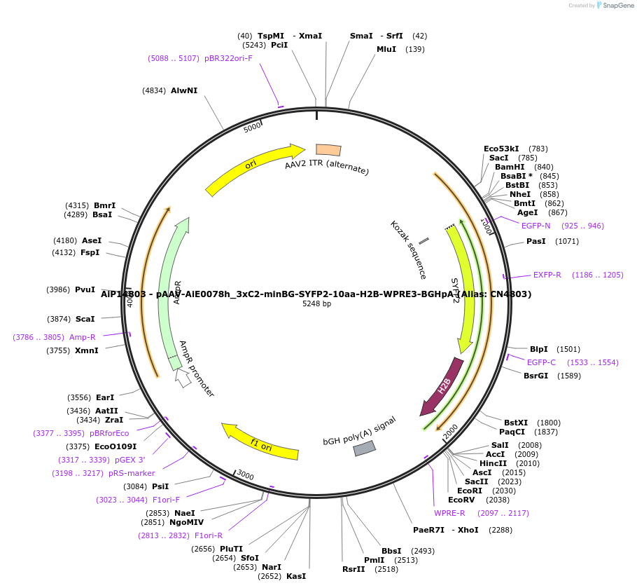 229927-plasmid-map-sequence-id-461339