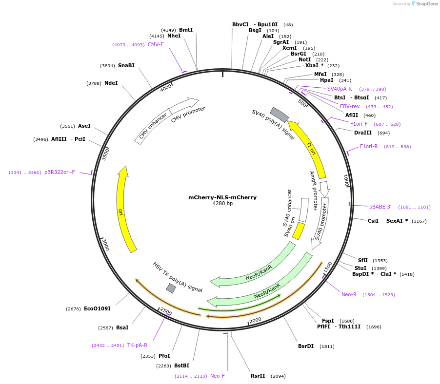 231890-plasmid-map-sequence-id-461349