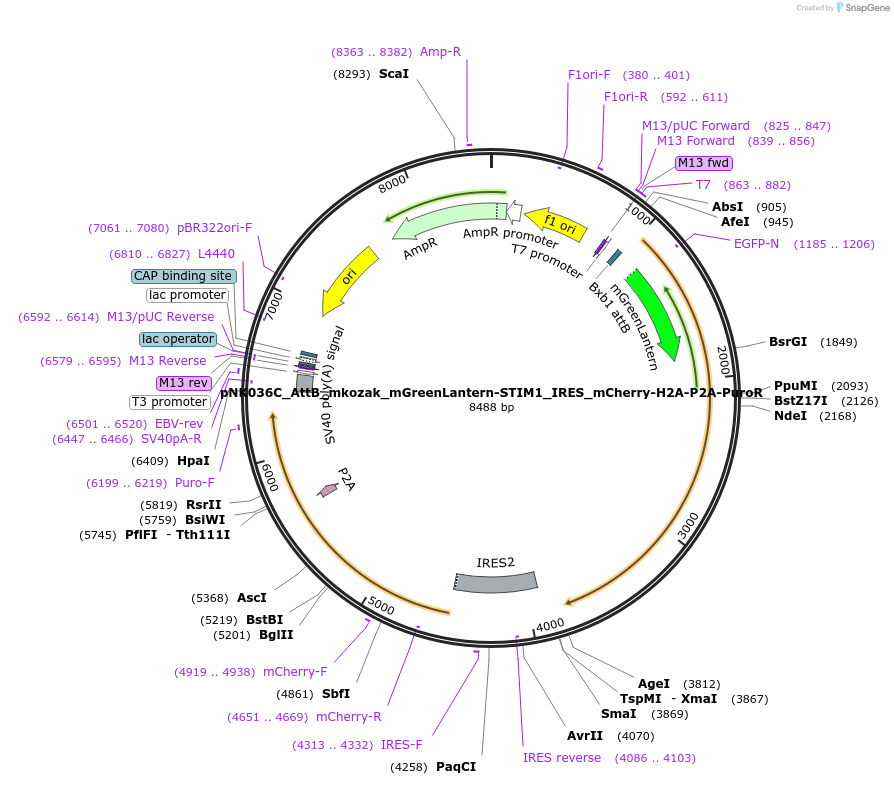 232938-plasmid-map-sequence-id-461350