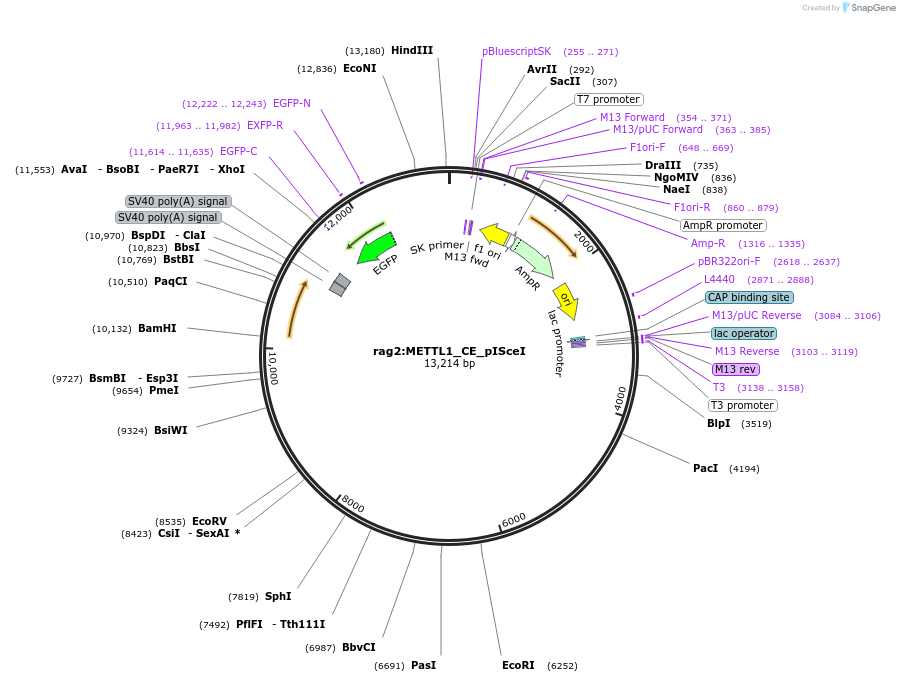 223029-plasmid-map-sequence-id-461357