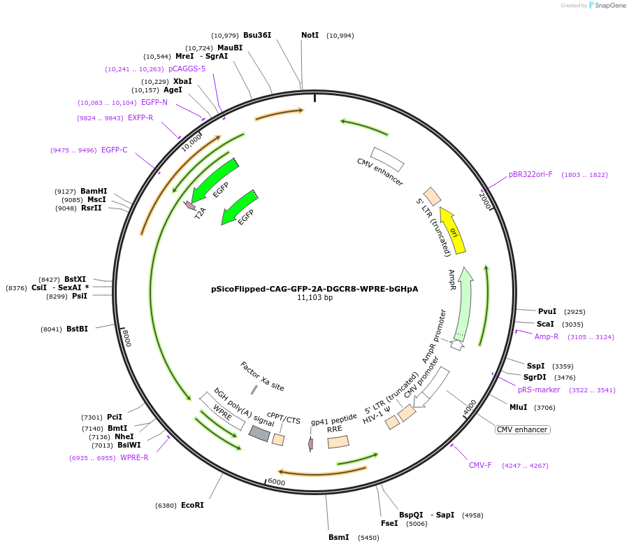 231021-plasmid-map-sequence-id-461363