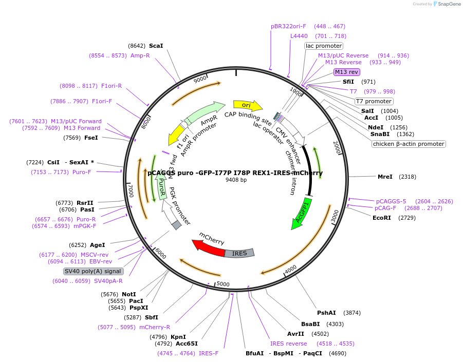 232245-plasmid-map-sequence-id-461386
