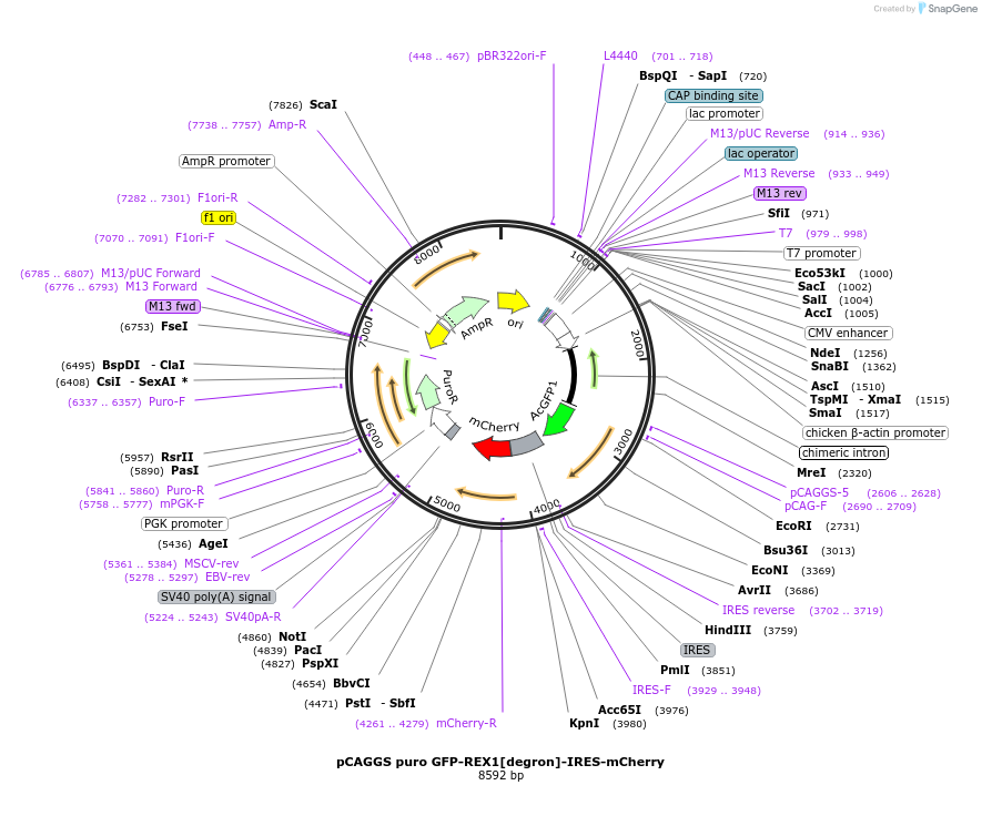 232240-plasmid-map-sequence-id-461389