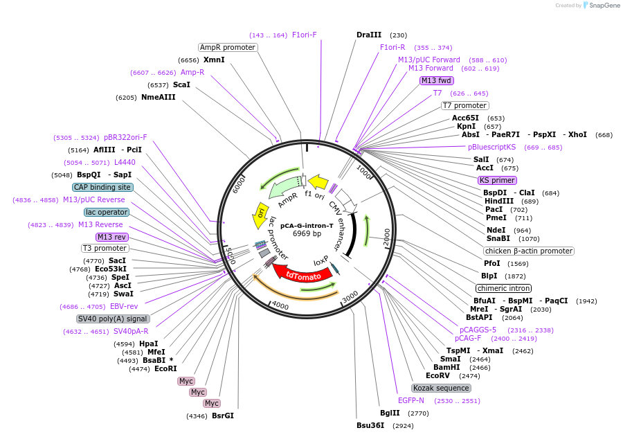 36885-plasmid-map-sequence-id-46139