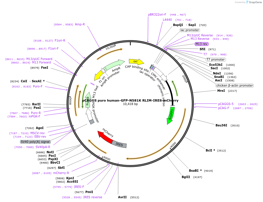 232244-plasmid-map-sequence-id-461394