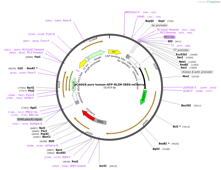 232243-plasmid-map-sequence-id-461399