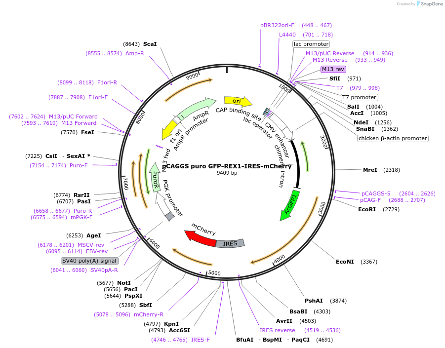 232239-plasmid-map-sequence-id-461400