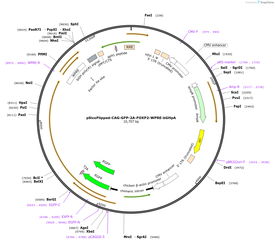 231020-plasmid-map-sequence-id-461402