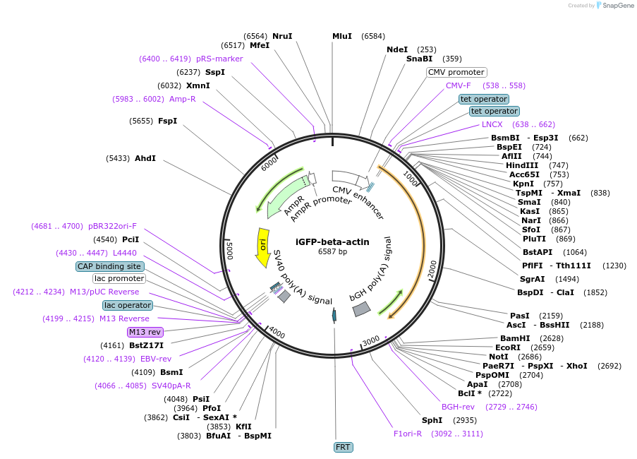 231553-plasmid-map-sequence-id-461409