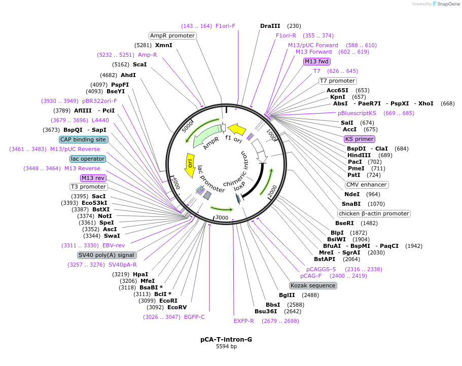 36887-plasmid-map-sequence-id-46141
