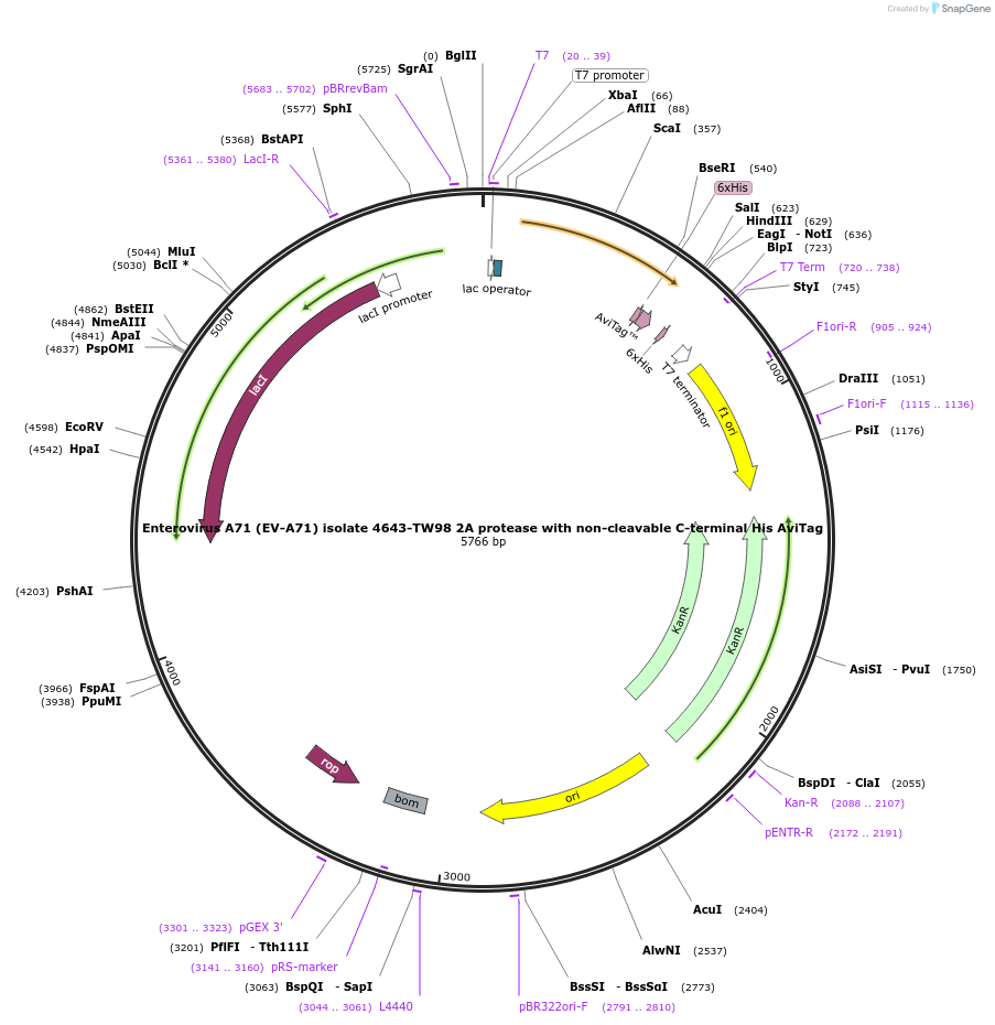 228634-plasmid-map-sequence-id-461410