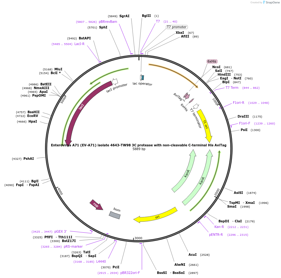 228635-plasmid-map-sequence-id-461427