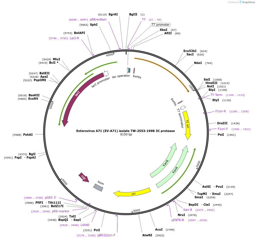 228636-plasmid-map-sequence-id-461428