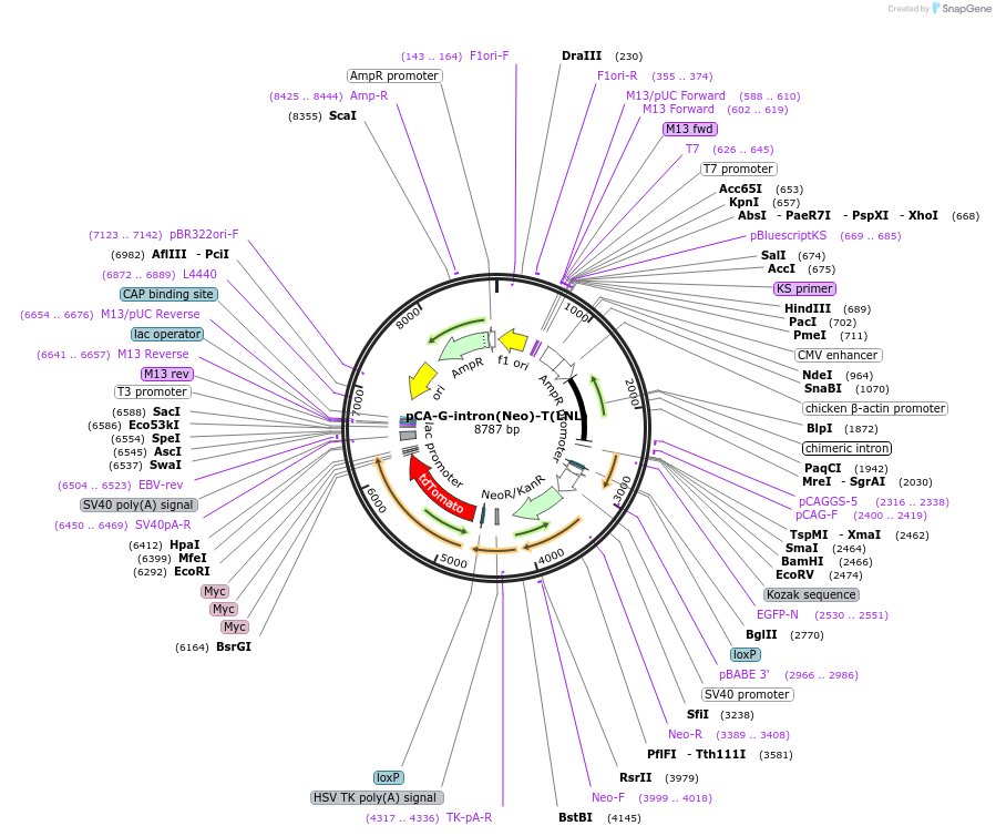 36907-plasmid-map-sequence-id-46143