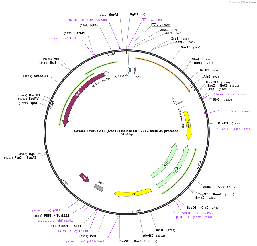228637-plasmid-map-sequence-id-461439