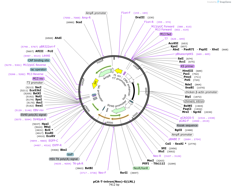 36908-plasmid-map-sequence-id-46144