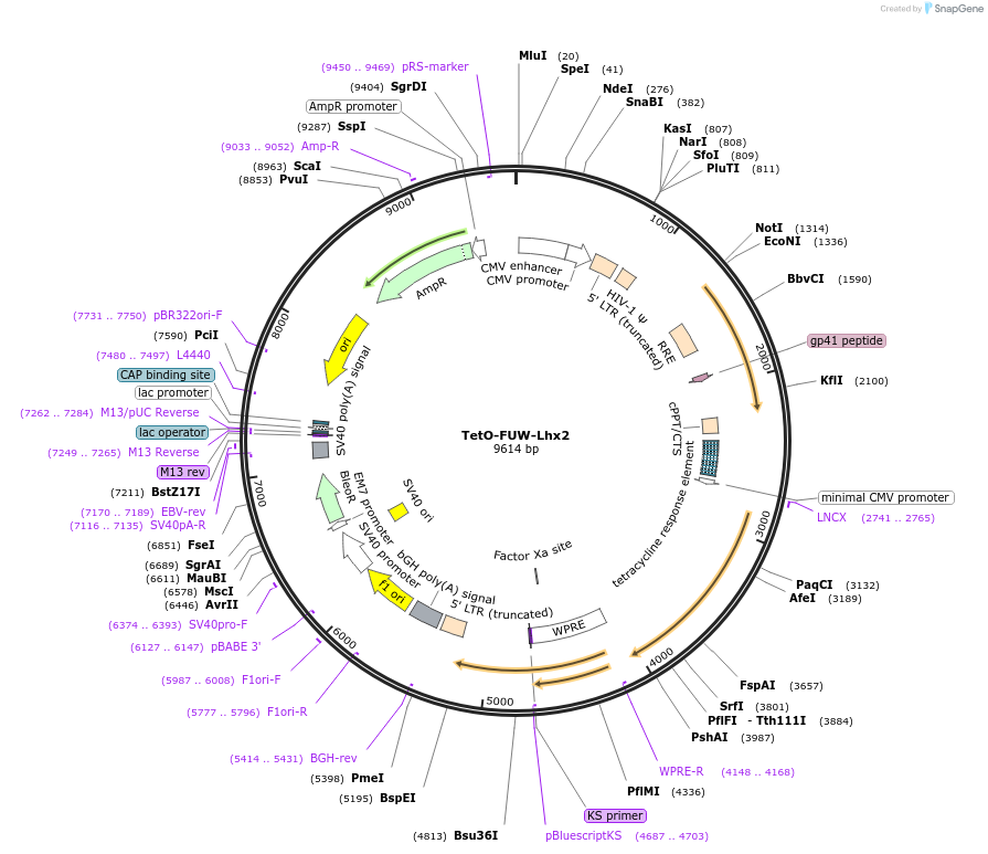 61537-plasmid-map-sequence-id-461447