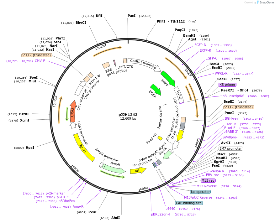 36909-plasmid-map-sequence-id-46145