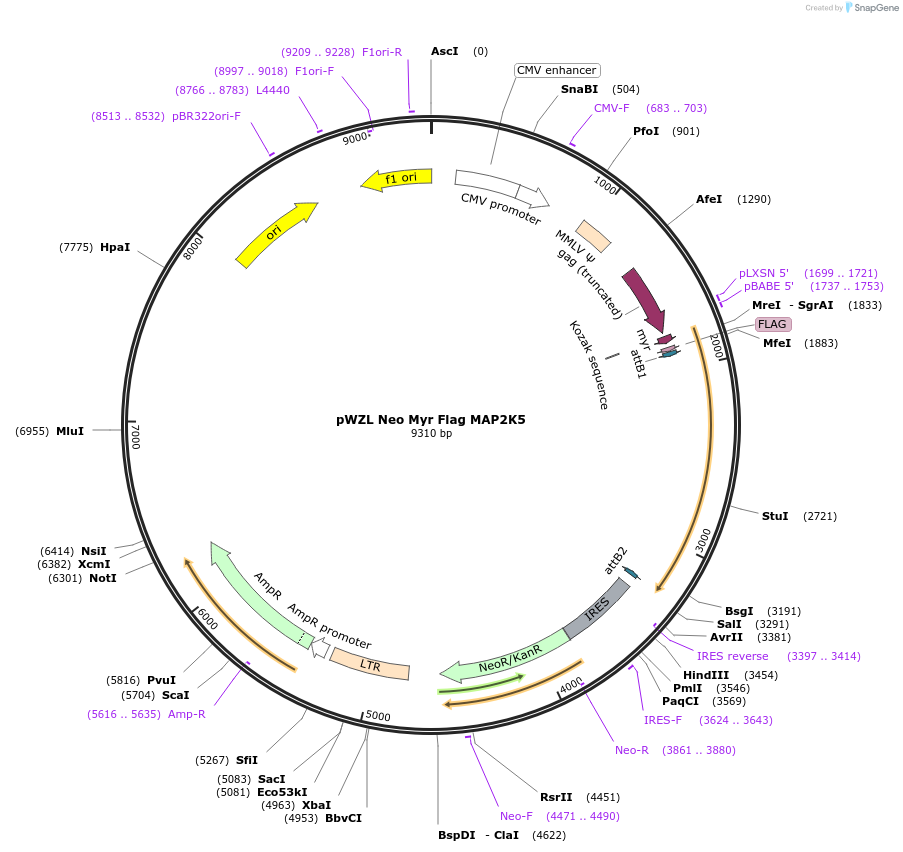 20514-plasmid-map-sequence-id-461450