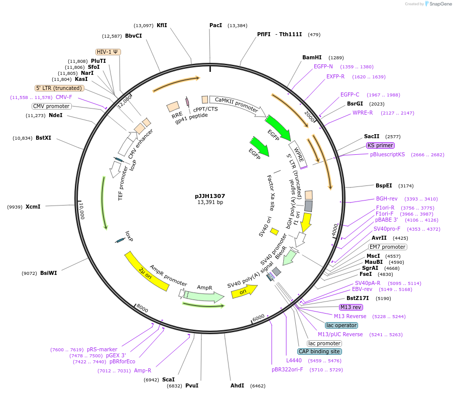 36910-plasmid-map-sequence-id-46146