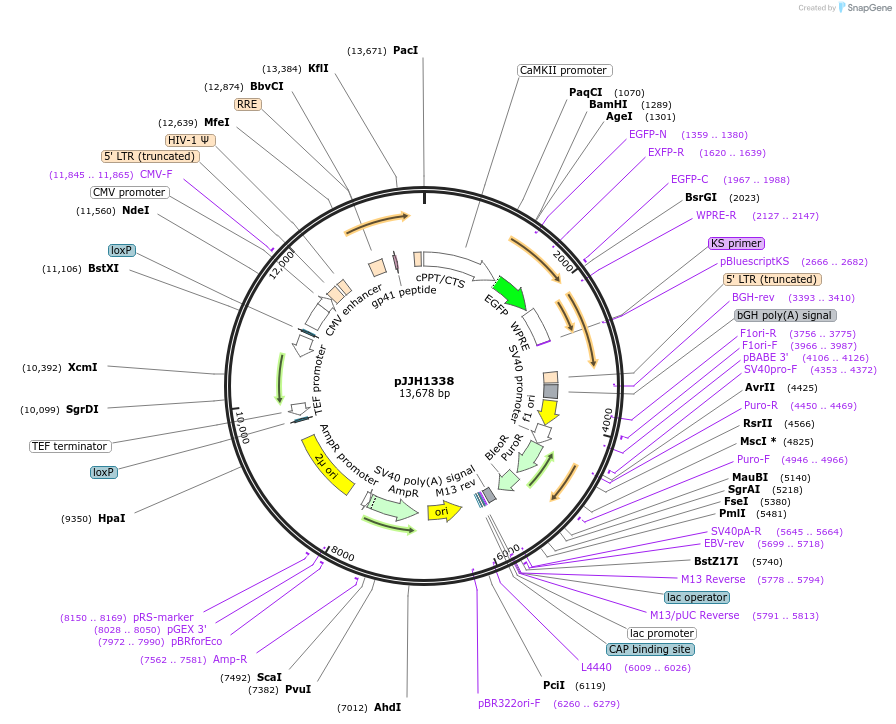 36912-plasmid-map-sequence-id-46148