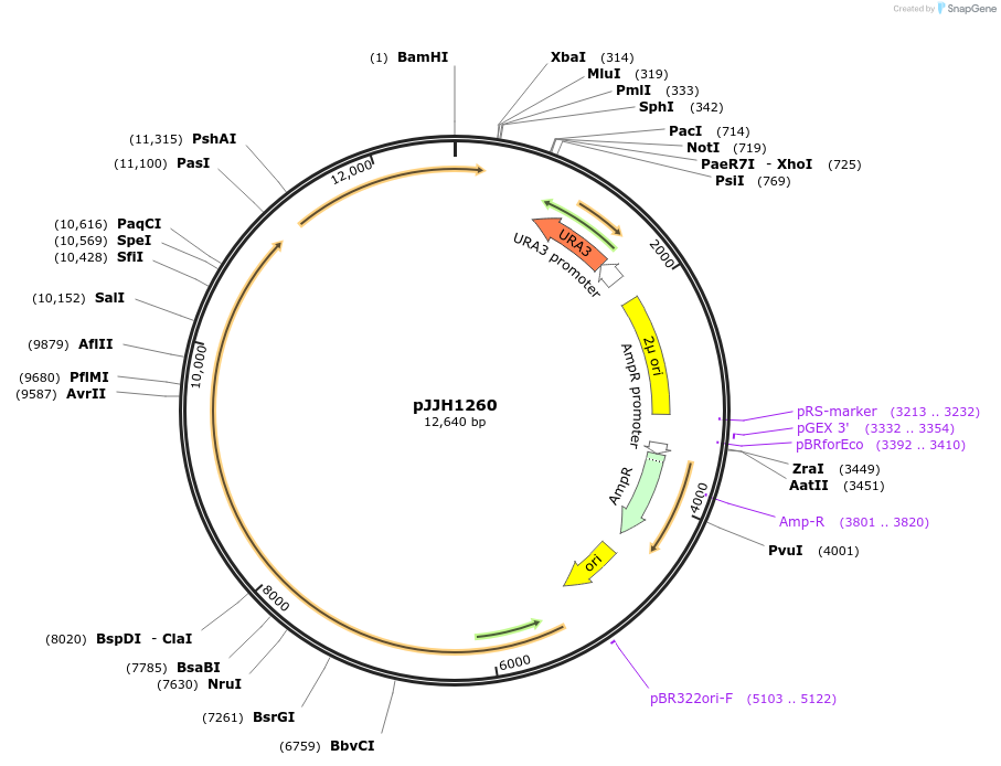 36913-plasmid-map-sequence-id-46149
