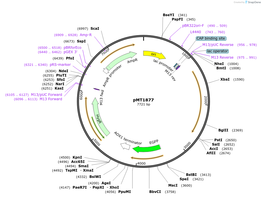 228332-plasmid-map-sequence-id-461541