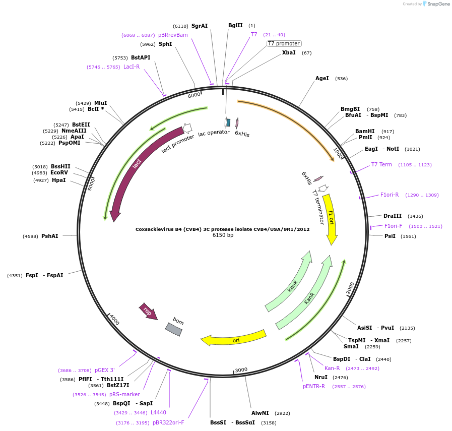 228640-plasmid-map-sequence-id-461545