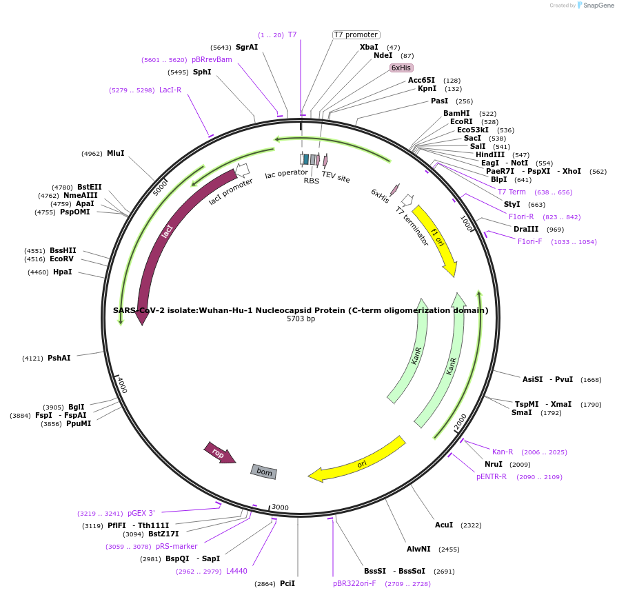 228641-plasmid-map-sequence-id-461547
