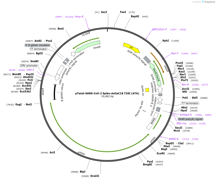 212403-plasmid-map-sequence-id-461548