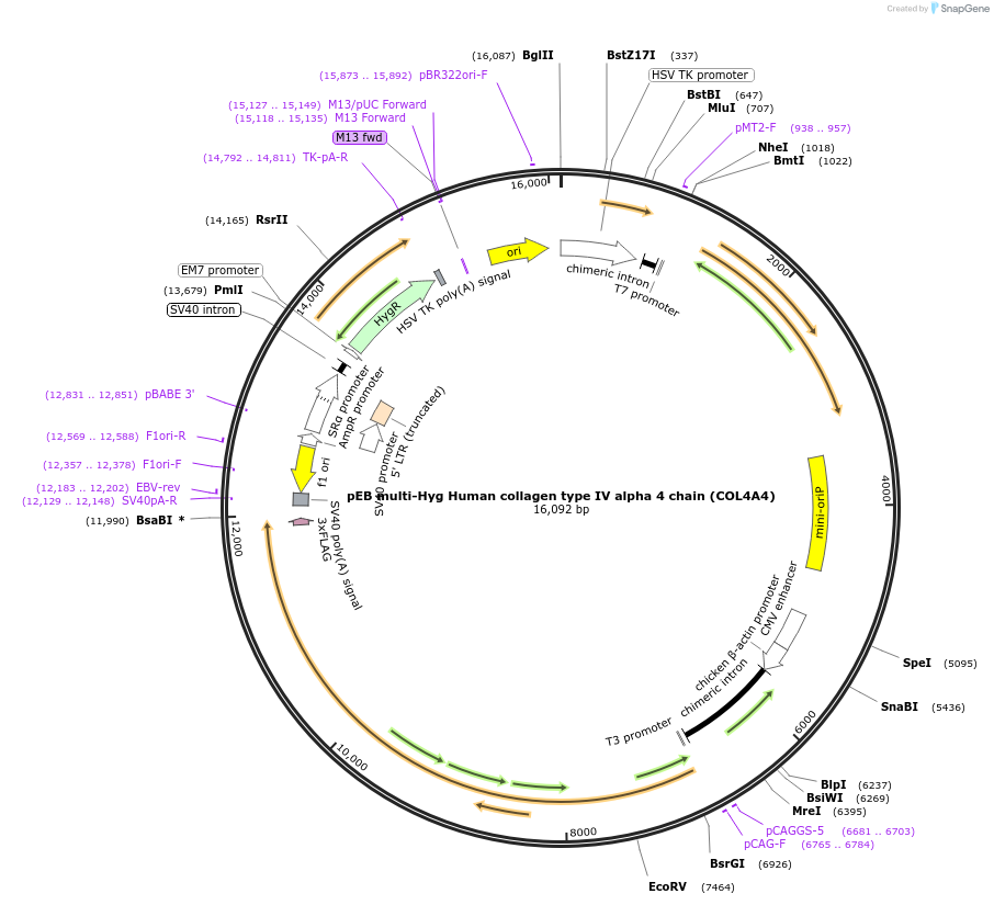 229771-plasmid-map-sequence-id-461562